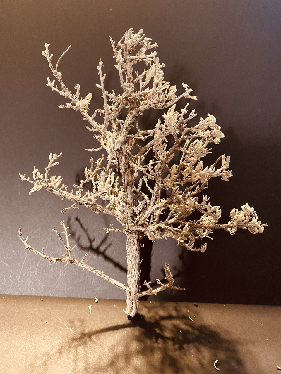 Photo 2: Sagebrush for realistic tree armature.