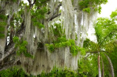 Spanish Moss growing on a hardwood tree.